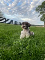 Timmy, a male Miniature Schnauzer for sale in Rochester, IN – 4 of 9