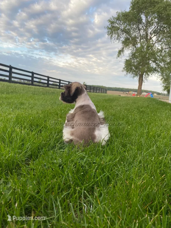 Timmy – Miniature Schnauzer puppy for sale in Rochester, IN