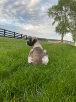 Timmy, a male Miniature Schnauzer for sale in Rochester, IN – 1 of 9