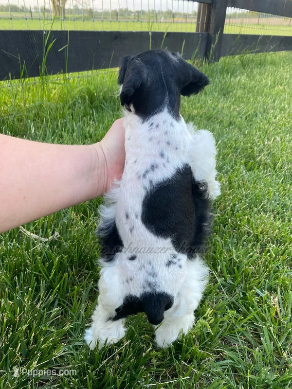 Junior – Miniature Schnauzer puppy for sale in Rochester, IN