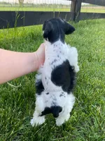 Junior, a male Miniature Schnauzer for sale in Rochester, IN – 3 of 5