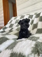 Knight, a male Miniature Schnauzer for sale in Rochester, IN – 6 of 7