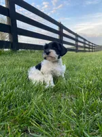 Junior, a male Miniature Schnauzer for sale in Rochester, IN – 2 of 5