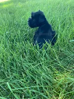 Casey, a female Miniature Schnauzer for sale in Rochester, IN – 5 of 8