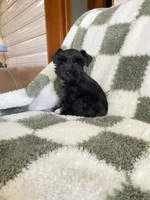 Knight, a male Miniature Schnauzer for sale in Rochester, IN – 4 of 7