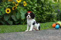 Poppy, a female Cavalier King Charles Spaniel for sale in Fredericksburg, OH – 7 of 9