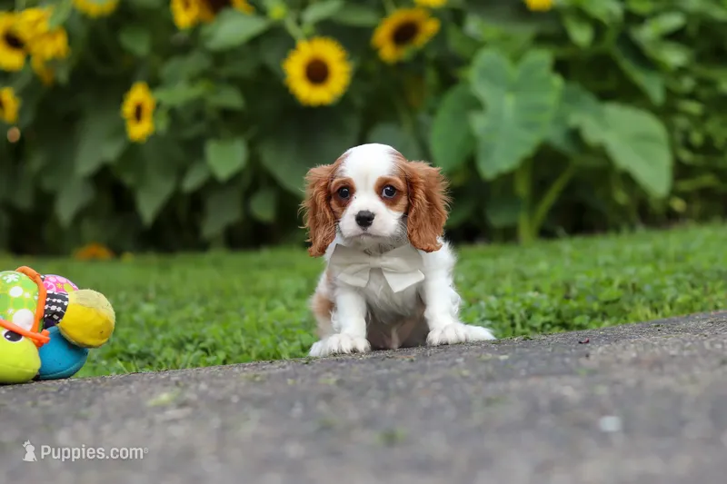Granger – Cavalier King Charles Spaniel puppy for sale in Fredericksburg, OH