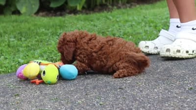 Tommy, a male Poodle - Miniature  for sale in Fredericksburg, OH – 9 of 9