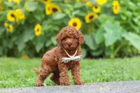 Tommy, a male Poodle - Miniature  for sale in Fredericksburg, OH – 8 of 9
