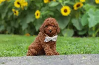 Tommy, a male Poodle - Miniature  for sale in Fredericksburg, OH – 4 of 9