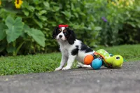 Poppy, a female Cavalier King Charles Spaniel for sale in Fredericksburg, OH – 2 of 9