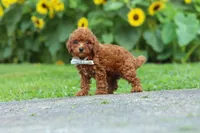 Oscar, a male Poodle - Miniature  for sale in Fredericksburg, OH – 6 of 7