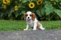 Granger, a male Cavalier King Charles Spaniel for sale in Fredericksburg, OH – 5 of 6