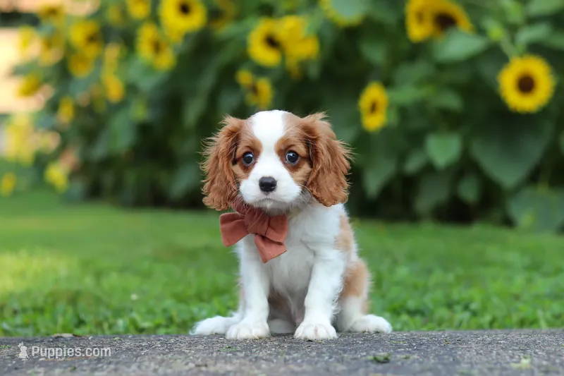 Leo – Cavalier King Charles Spaniel puppy for sale in Fredericksburg, OH
