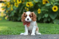 Leo, a male Cavalier King Charles Spaniel for sale in Fredericksburg, OH – 1 of 7