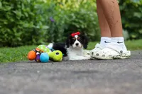 Poppy, a female Cavalier King Charles Spaniel for sale in Fredericksburg, OH – 5 of 9