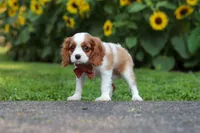 Leo, a male Cavalier King Charles Spaniel for sale in Fredericksburg, OH – 4 of 7