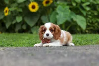 Leo, a male Cavalier King Charles Spaniel for sale in Fredericksburg, OH – 2 of 7