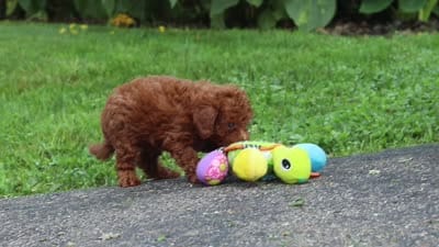 Oscar, a male Poodle - Miniature  for sale in Fredericksburg, OH – 7 of 7