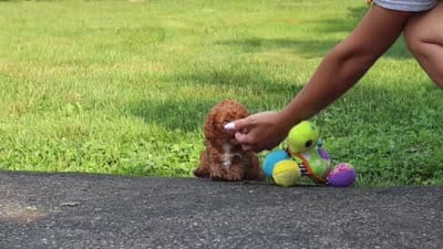 Dolly, a female Poodle - Miniature  for sale in Fredericksburg, OH – 6 of 6