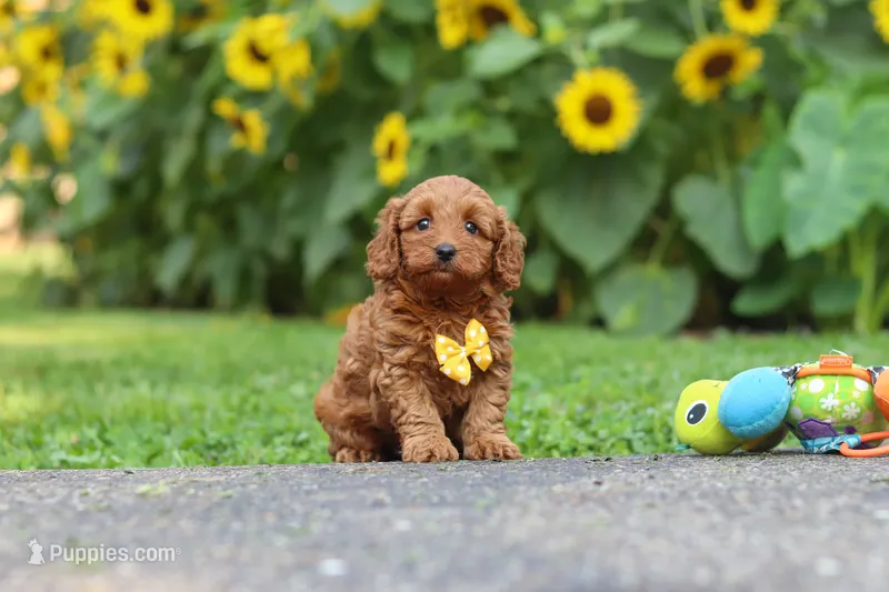 Romeo – Poodle - Miniature  puppy for sale in Fredericksburg, OH