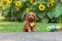 Romeo, a male Poodle - Miniature  for sale in Fredericksburg, OH – 1 of 6