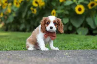 Leo, a male Cavalier King Charles Spaniel for sale in Fredericksburg, OH – 5 of 7
