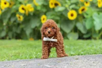 Oscar, a male Poodle - Miniature  for sale in Fredericksburg, OH – 2 of 7