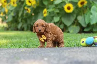 Romeo, a male Poodle - Miniature  for sale in Fredericksburg, OH – 3 of 6