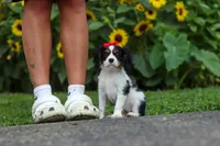 Poppy, a female Cavalier King Charles Spaniel for sale in Fredericksburg, OH – 3 of 9