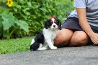 Poppy, a female Cavalier King Charles Spaniel for sale in Fredericksburg, OH – 6 of 9