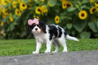 Violet, a female Cavalier King Charles Spaniel for sale in Fredericksburg, OH – 4 of 7