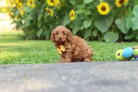 Romeo, a male Poodle - Miniature  for sale in Fredericksburg, OH – 4 of 6