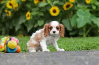 Granger, a male Cavalier King Charles Spaniel for sale in Fredericksburg, OH – 4 of 6