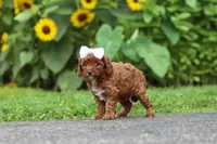 Dolly, a female Poodle - Miniature  for sale in Fredericksburg, OH – 5 of 6