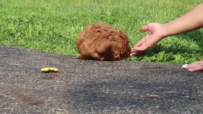 Romeo, a male Poodle - Miniature  for sale in Fredericksburg, OH – 6 of 6