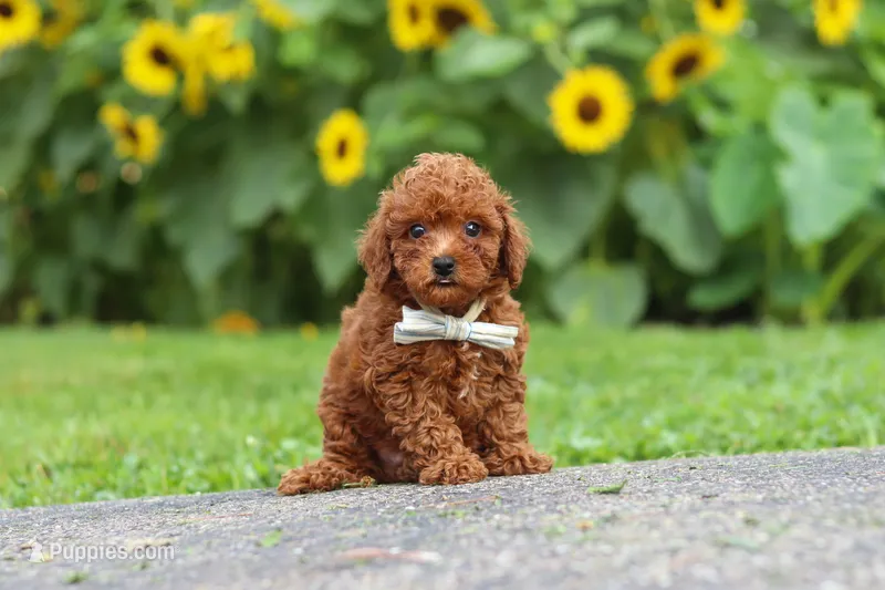 Oscar – Poodle - Miniature  puppy for sale in Fredericksburg, OH