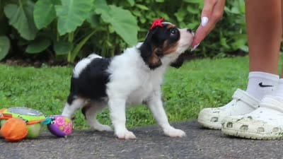 Poppy, a female Cavalier King Charles Spaniel for sale in Fredericksburg, OH – 9 of 9