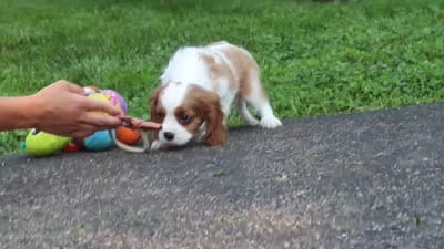 Leo, a male Cavalier King Charles Spaniel for sale in Fredericksburg, OH – 7 of 7