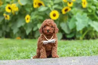 Tommy, a male Poodle - Miniature  for sale in Fredericksburg, OH – 2 of 9