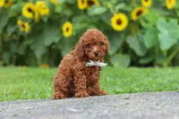 Oscar, a male Poodle - Miniature  for sale in Fredericksburg, OH – 3 of 7