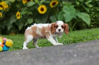 Granger, a male Cavalier King Charles Spaniel for sale in Fredericksburg, OH – 2 of 6