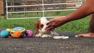 Granger, a male Cavalier King Charles Spaniel for sale in Fredericksburg, OH – 6 of 6