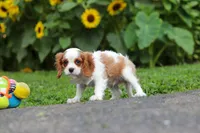 Granger, a male Cavalier King Charles Spaniel for sale in Fredericksburg, OH – 3 of 6
