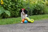 Poppy, a female Cavalier King Charles Spaniel for sale in Fredericksburg, OH – 1 of 9