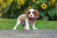 Leo, a male Cavalier King Charles Spaniel for sale in Fredericksburg, OH – 6 of 7