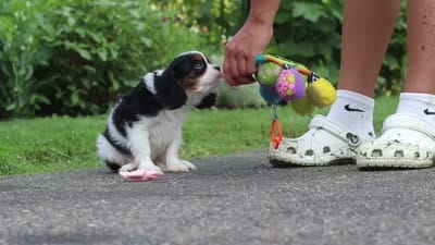 Violet, a female Cavalier King Charles Spaniel for sale in Fredericksburg, OH – 7 of 7