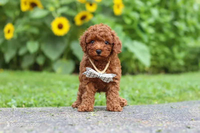 Tommy – Poodle - Miniature  puppy for sale in Fredericksburg, OH