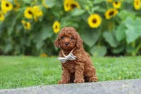 Tommy, a male Poodle - Miniature  for sale in Fredericksburg, OH – 5 of 9