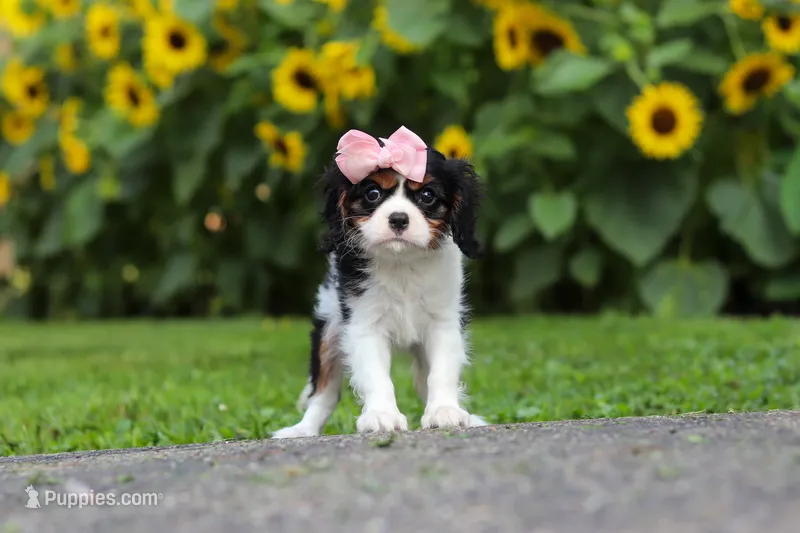 Violet – Cavalier King Charles Spaniel puppy for sale in Fredericksburg, OH